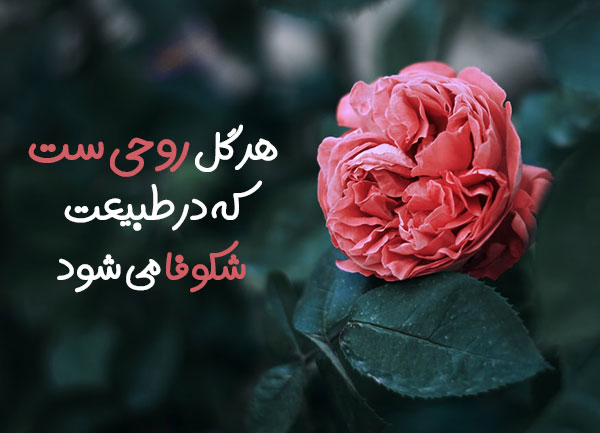 گل ها حقیقی ترین زبان عشق هستند